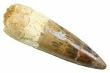 Fossil Spinosaurus Tooth - Restored Tip #352404-1